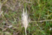 Meadow Barley