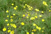 Meadow Buttercup