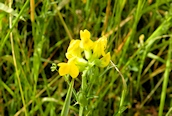 Meadow Vetchling