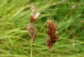 Oval Sedge