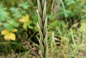 Perennial Rye-grass