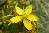 Perforate St. John's-wort