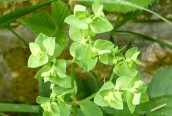 Petty Spurge