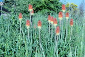 Red-hot Poker