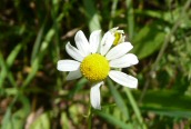 Scented Mayweed