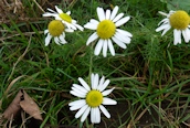 Scentless Mayweed