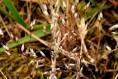 Silver Hair-grass