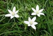 Star-of-Bethlehem 