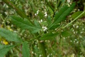 Stone Parsley