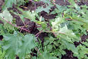 Thorn Apple