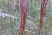 Upright Brome