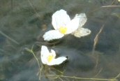 Water Crowfoot