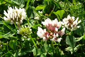 White Clover