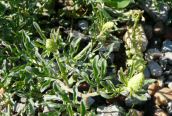 Wild Mignonette