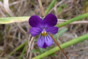 Wild Pansy