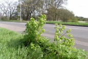 Alexanders