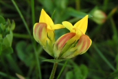 Birdsfoot-trefoil