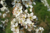 Blackthorn