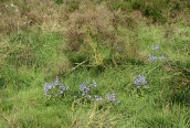 Spanish Bluebell