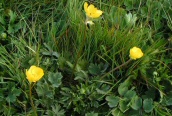 Bulbous Buttercup