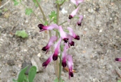 Common Fumitory