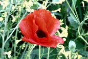 Common Poppy