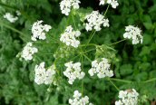 Cow Parsley