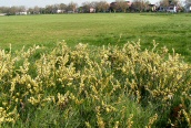 Creeping Willow