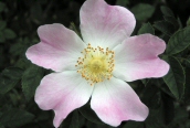 Dog Rose