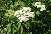 Elder