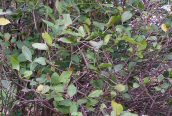 Garden Privet