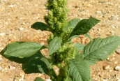 Green Amaranth
