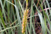 Hairy Sedge