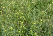 Hedge Mustard