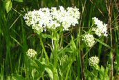 Hoary Cress