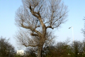 Hybrid Black Poplar