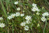 Lesser Stitchwort