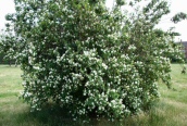 Mock Orange