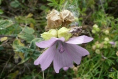 Musk Mallow