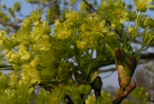 Norway Maple