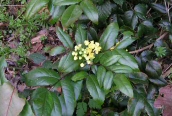 Oregon Grape