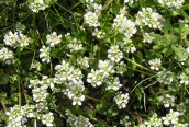 Danish Scurvy Grass