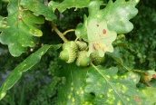 Sessile Oak