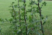 Smooth Sow-thistle