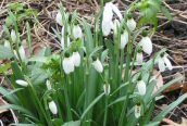 Snowdrop