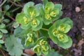 Sun Spurge