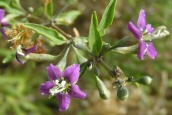 Duke of Argyll's Tea Plant
