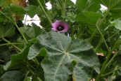 Tree Mallow