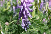 Tufted Vetch