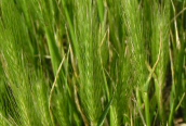 Wall Barley